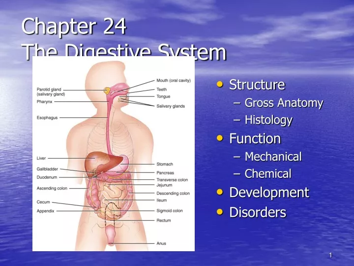 chapter 24 the digestive system