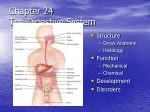 Digestive System Structure and Function - slide 1