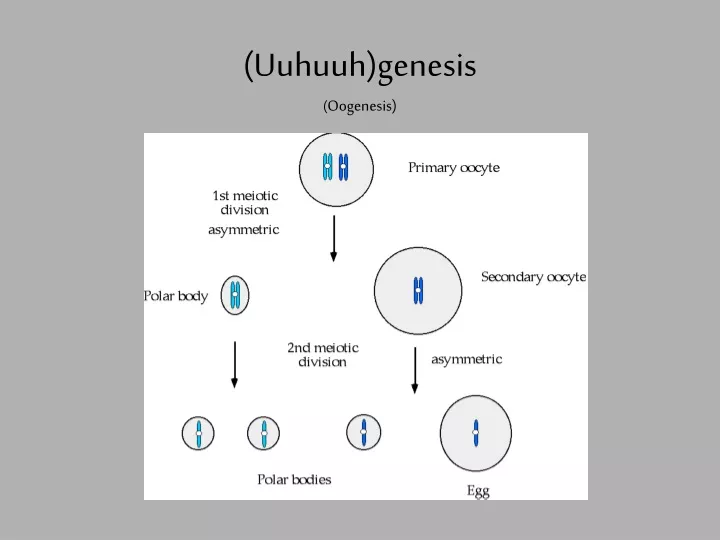 Ppt Uuhuuhgenesis Oogenesis Powerpoint Presentation Free