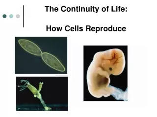 The Continuity of Life:   How Cells Reproduce
