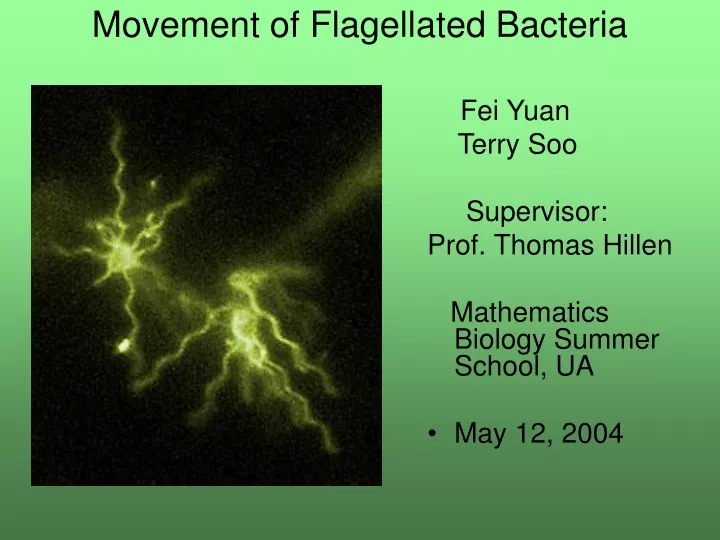 movement of flagellated bacteria