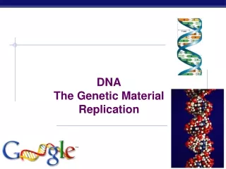 DNA The Genetic Material Replication