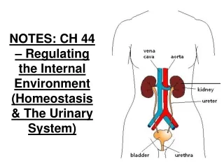 NOTES: CH 44 – Regulating the Internal Environment (Homeostasis &amp; The Urinary System)