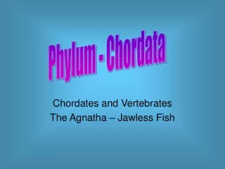 Chordates and Vertebrates The Agnatha – Jawless Fish