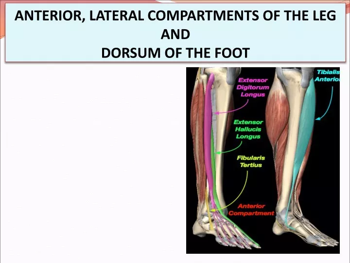anterior lateral compartments of the leg and dorsum of the foot