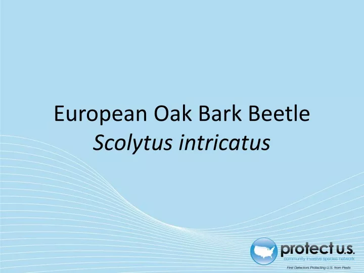 european oak bark beetle scolytus intricatus