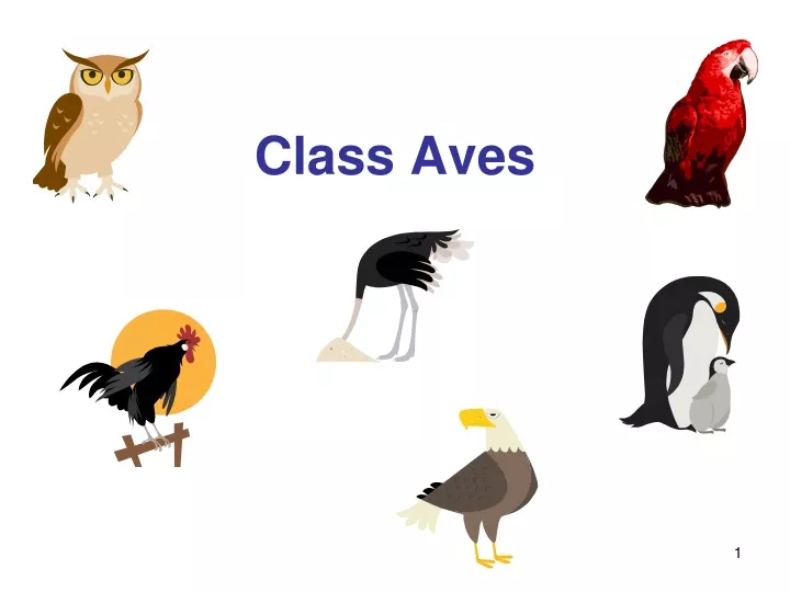 class aves