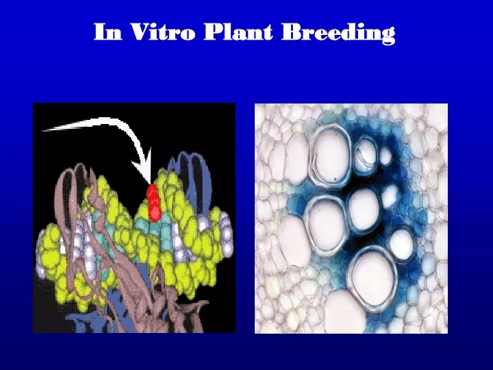 in vitro plant breeding
