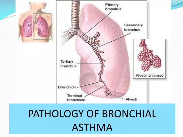 pathology of bronchial asthma