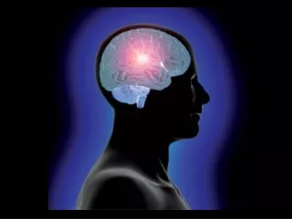 Brain Areas: Cerebrum – Largest area involved with higher order functions