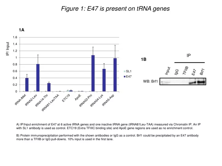 figure 1 e47 is present on trna genes
