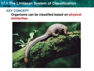 KEY CONCEPT  Organisms can be classified based on  physical similarities .
