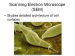 Scanning Electron Microscope (SEM) - slide 1