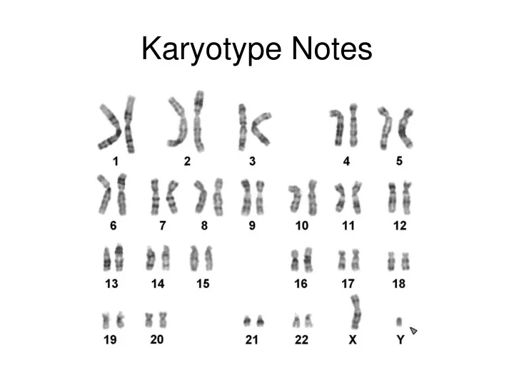 karyotype notes