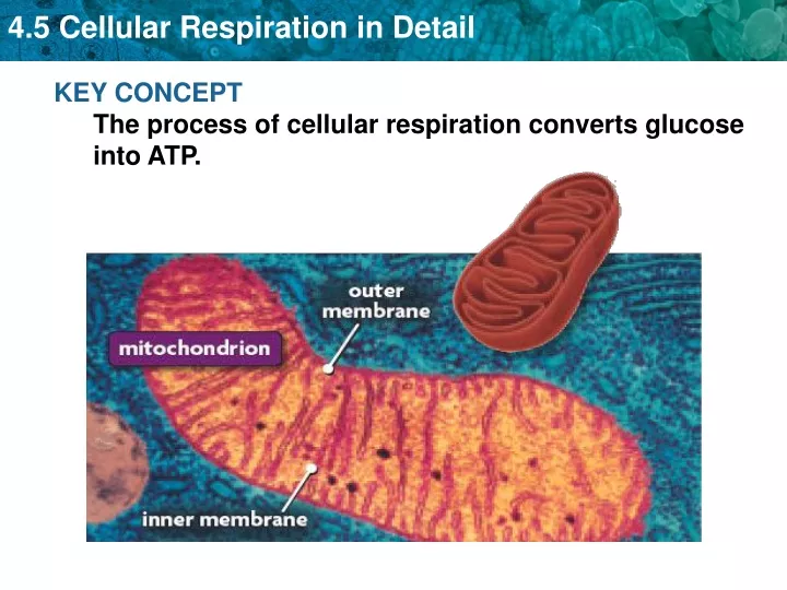 key concept the process of cellular respiration