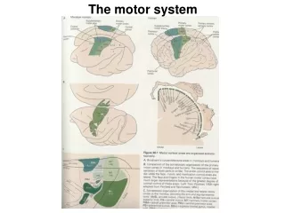 Motor cortical areas: the homunculus