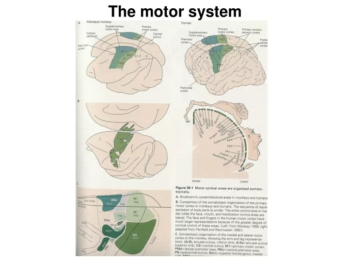 motor cortical areas the homunculus
