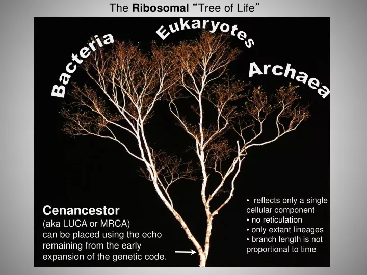 the ribosomal tree of life