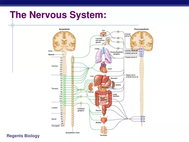 the nervous system