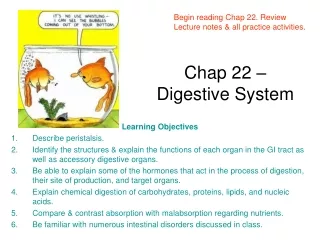 Chap 22 – Digestive System