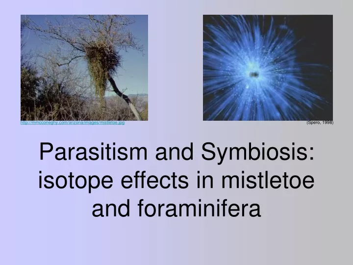 parasitism and symbiosis isotope effects in mistletoe and foraminifera