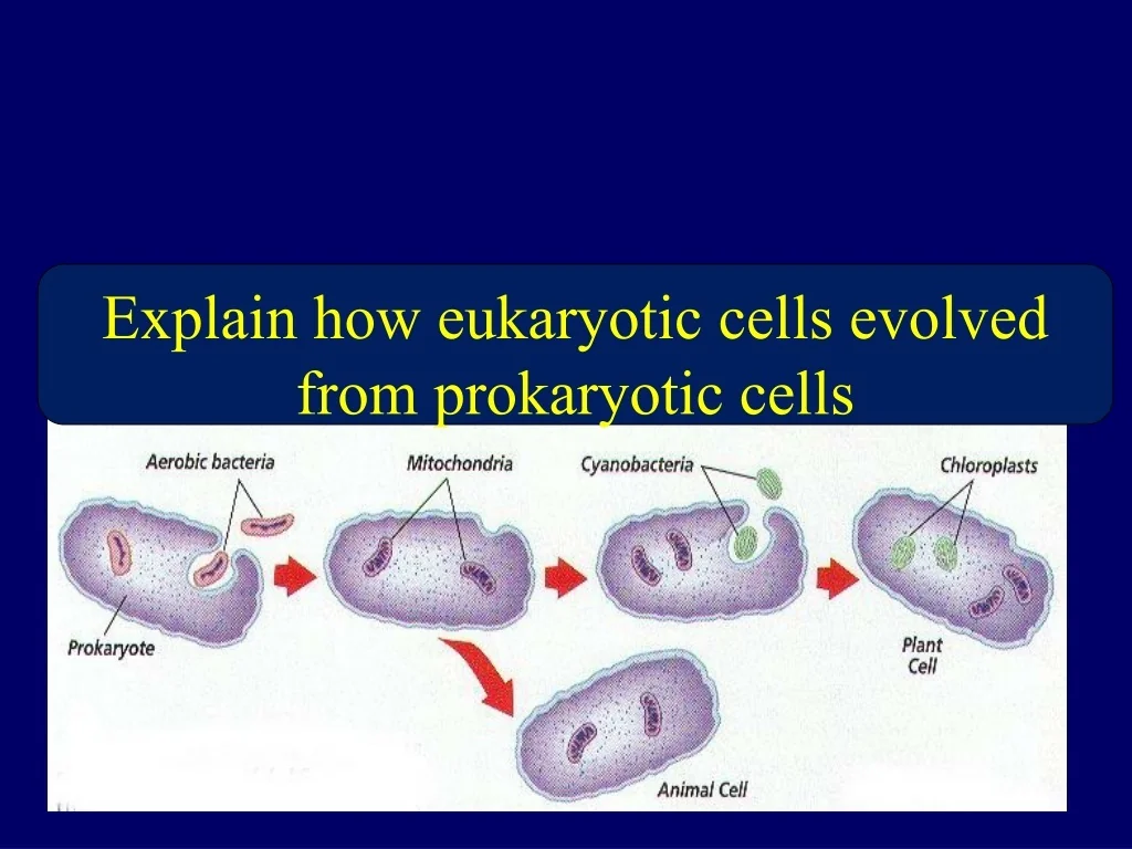 PPT - Evolution of Eukaryotic Cells: Endosymbiotic Theory Unveiled ...