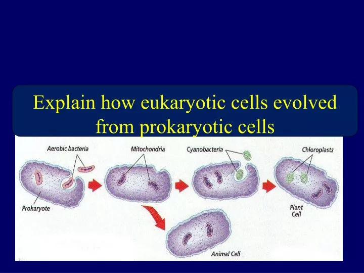 explain how eukaryotic cells evolved from