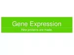 Gene Expression: From DNA to Protein Synthesis - slide 1