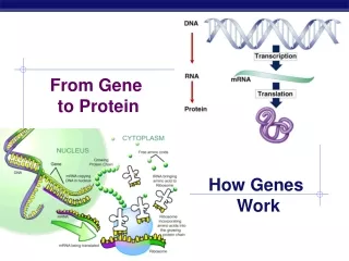 From Gene  to Protein