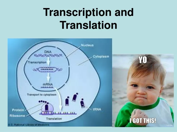 transcription and translation