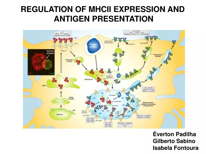 regulation of mhcii expression and antigen