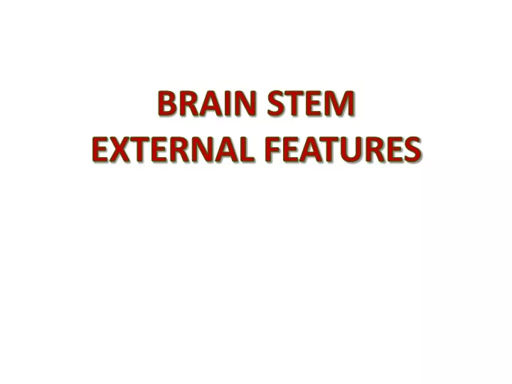 brain stem external features