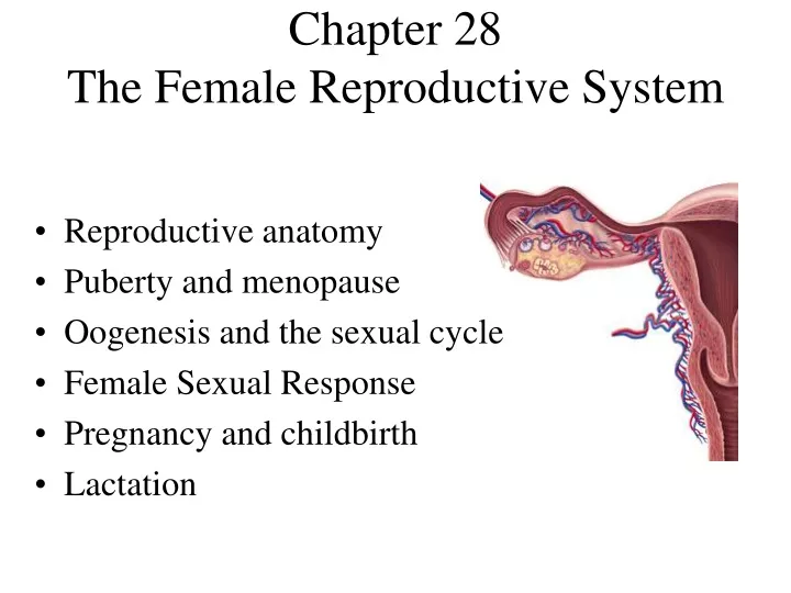 chapter 28 the female reproductive system