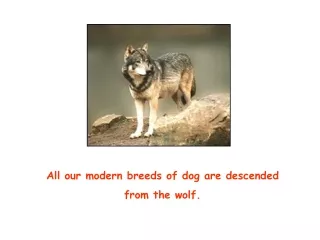 All our modern breeds of dog are descended  from the wolf.