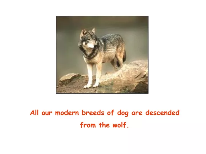 all our modern breeds of dog are descended from