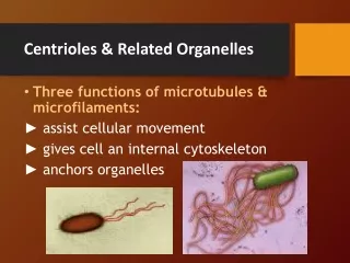 Centrioles &amp; Related Organelles