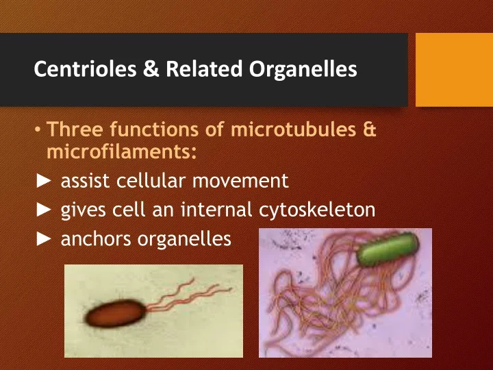 centrioles related organelles