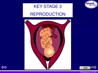 KEY STAGE 3 REPRODUCTION