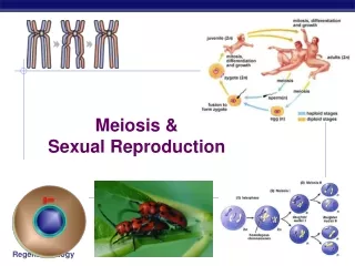 Meiosis &amp; Sexual Reproduction