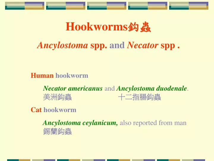 hookworms ancylostoma spp and necator spp