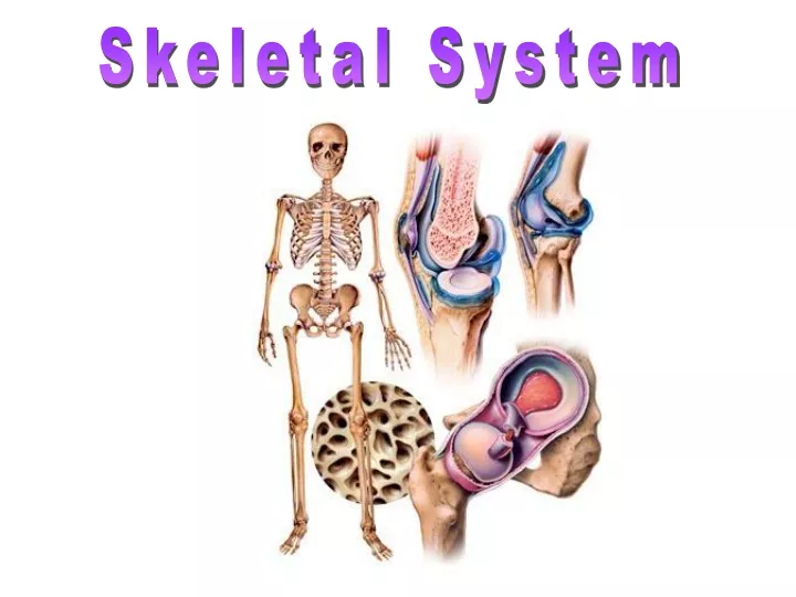 skeletal system