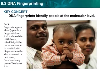 KEY CONCEPT  DNA fingerprints identify people at the molecular level.