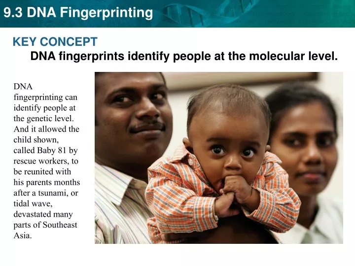 key concept dna fingerprints identify people