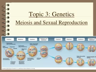 Topic 3: Genetics Meiosis and Sexual Reproduction