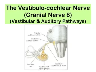 The Vestibulo-cochlear Nerve (Cranial Nerve 8) (Vestibular &amp; Auditory Pathways)