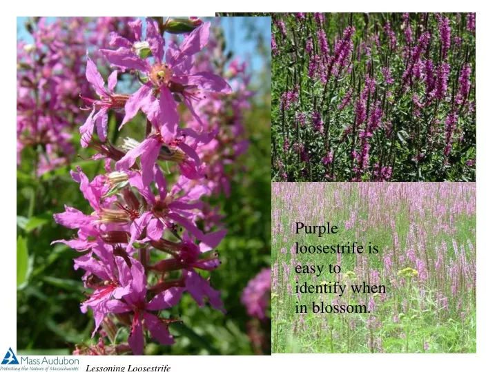 purple loosestrife is easy to identify when