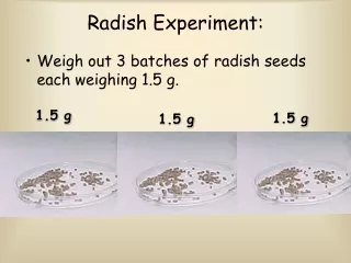 Radish Experiment: