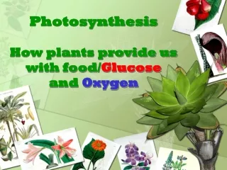 Photosynthesis How plants provide us with food/ Glucose and  Oxygen