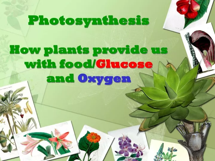 photosynthesis how plants provide us with food glucose and oxygen