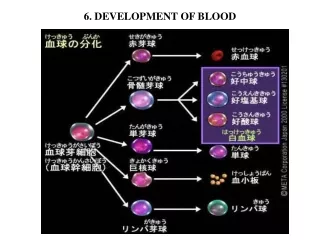6 .  DEVELOPMENT OF BLOOD